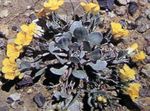 rumena Vrtno Cvetje Rydberg Twinpod, Dvojni Bladderpod, Physaria fotografija
