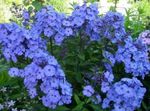 bleu ciel les fleurs du jardin Phlox, Phlox paniculata Photo