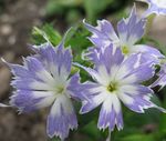 svetlo modra Vrtno Cvetje Letni Phlox, Drummond Je Phlox, Phlox drummondii fotografija