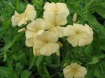 žltá Záhradné kvety Ročné Phlox, Drummonda Plamienku, Phlox drummondii fotografie