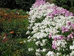 bianco I fiori da giardino Phlox Annuale, Phlox Di Drummond, Phlox drummondii foto