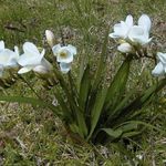 ホワイト 庭の花 フリージア, Freesia フォト
