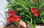 rojo Flores de jardín Fresia, Freesia Foto