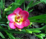 pink Garden Flowers Freesia Photo