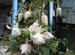 fehér Kerti Virágok Lonc Fukszia, Fuchsia fénykép
