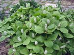 weiß Gartenblumen Chloranthus Foto