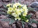 жовтий Садові Квіти Хоріспора, Chorispora tenella Фото