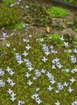 lyse blå Hage blomster Alpine Bluets, Fjell Bluets, Quaker Damer, Houstonia Bilde