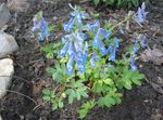 светло синьо Градински цветове Corydalis снимка