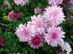 roze Bloemisten Mama, Pot Mama, Chrysanthemum foto