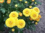 gul Trädgårdsblommor Blomsterhandlare Mamma, Kruka Mamma, Chrysanthemum Fil
