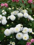hvid Blomsterhandler Mor, Pot Mum, Chrysanthemum Foto