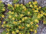 amarillo Flores de jardín Goldenstar, Verde Y Dorado, Chrysogonum Foto