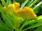 amarillo Flores de jardín Cresta De Gallo, Planta Plume, Amaranto Emplumada, Celosia Foto