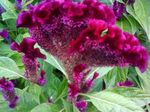 бордовый Садовые Цветы Целозия, Celosia Фото