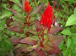 rood Tuin Bloemen Hanekam, Pluim Plant, Gevederde Amarant, Celosia foto