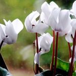hvid Have Blomster So Brød, Hårdføre Alpeviol, Cyclamen Foto