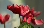 rojo Flores de jardín Sembrar Pan, Ciclamen Hardy, Cyclamen Foto