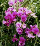 rose les fleurs du jardin Pois Sucré, Pois Éternelle, Lathyrus latifolius Photo
