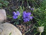 luz azul Flores do Jardim Harebell Anão Prateado, Edraianthus foto