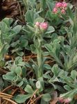 розов Градински цветове Antennaria, Самобайка, Antennaria dioica снимка