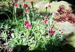 бордовый Садовые Цветы Антеннария (Кошачая лапка), Antennaria dioica Фото