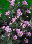 粉红色 园林花卉 波斯紫罗兰，德国紫, Exacum affine 照