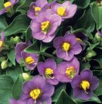 紫 园林花卉 波斯紫罗兰，德国紫, Exacum affine 照