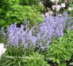 light blue Garden Flowers Spanish Bluebell, Wood Hyacinth, Endymion hispanicus, Hyacinthoides hispanica Photo
