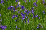 mavi Bahçe Çiçekleri Ispanyolca Bluebell, Ahşap Sümbül, Endymion hispanicus, Hyacinthoides hispanica fotoğraf