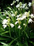 bela Vrtno Cvetje Španščina Bluebell, Les Hijacinte, Endymion hispanicus, Hyacinthoides hispanica fotografija