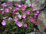 рожевий Садові Квіти Ерінус, Erinus alpinus Фото