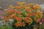 orange Hage blomster Bokhvete, Eriogonum Bilde