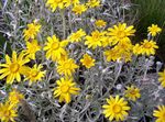 κίτρινος Λουλούδια κήπου Όρεγκον Ηλιοφάνεια, Μαλλιαρός Ηλιέλαιο, Μαλλιαρό Μαργαρίτα, Eriophyllum φωτογραφία