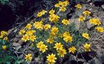 ყვითელი ბაღის ყვავილები Oregon Sunshine, Woolly მზესუმზირის, Woolly Daisy, Eriophyllum სურათი