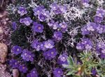 purpurs Dārza Ziedi Arctic Aizmirst-Me-Not, Alpine Aizmirst-Me-Ne, Eritrichium Foto