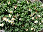 bela Vrtno Cvetje Arctic Forget-Me-Ne Alpsko Pozabi-Me-Ne, Eritrichium fotografija