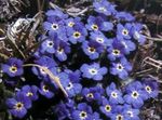 azul Flores de jardín Ártico No Me Olvides, Alpine Forget-Me-Not, Eritrichium Foto