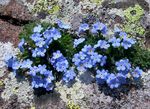 azul claro Flores de jardín Ártico No Me Olvides, Alpine Forget-Me-Not, Eritrichium Foto