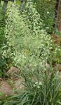 žalias Sodo Gėlės Elegantiškas Camas, Kalnų Mirties Camas, Zigadenus elegans, Anticlea elegans Nuotrauka