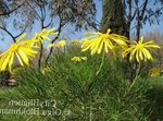 sárga Kerti Virágok Bokor Őszirózsa, Zöld Euryops fénykép