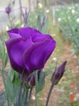 purpurs Dārza Ziedi Prēriju Genciāna, Lisianthus, Texas Bluebell, Eustoma Foto