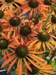 оранжев Градински цветове Ехинацея, Източната Ехинацея, Echinacea снимка