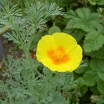 amarillo Flores de jardín Amapola De California, Eschscholzia californica Foto