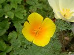 oranžna Vrtno Cvetje California Mak, Eschscholzia californica fotografija