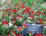 červená Zahradní květiny Ledviny Hrachor, Prsty Dámské, Anthyllis fotografie