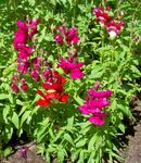 rouge les fleurs du jardin Snapdragon, Museau De Belette, Antirrhinum Photo