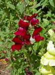 burgundy Garden Flowers Snapdragon, Weasel's Snout, Antirrhinum Photo