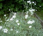 白 园林花卉 雪在夏季, Cerastium 照