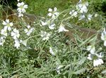 白 园林花卉 雪在夏季, Cerastium 照
